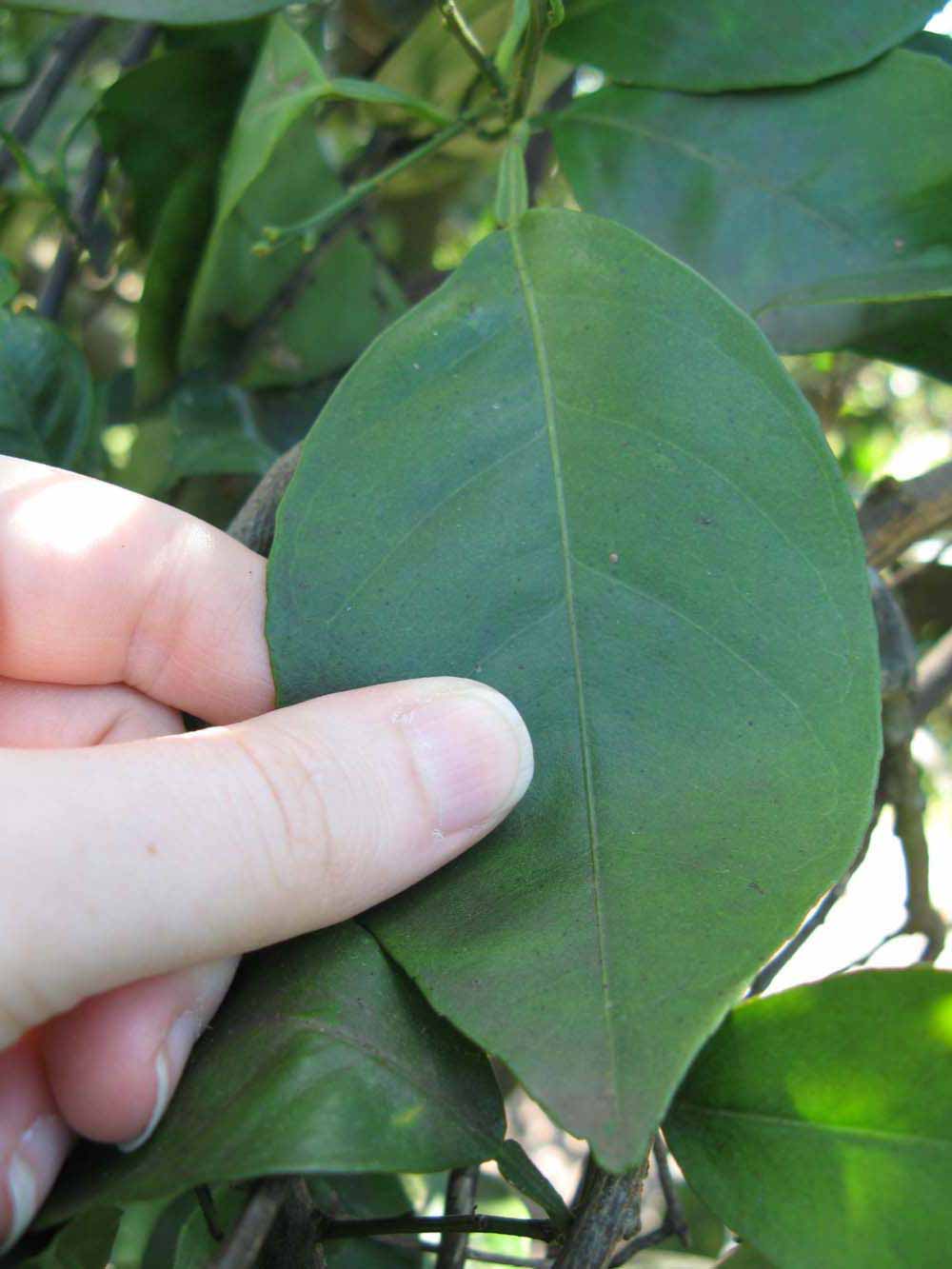              Unifoliolate leaf (Winter Haven, FL)       